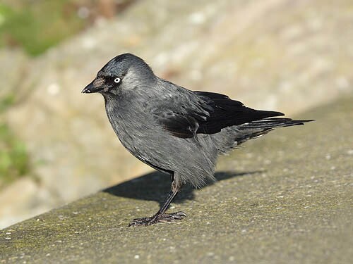 Jackdaw