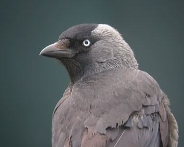 jackdaw Jackdaw Castletown, Isle of Man