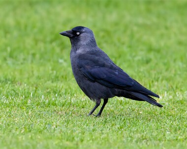 jackdaw031107 Jackdaw Ramsey, Isle of Man