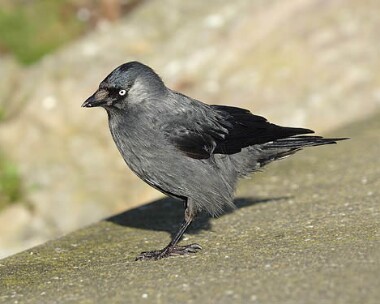 jackdaw1 Jackdaw Peel, Isle of Man