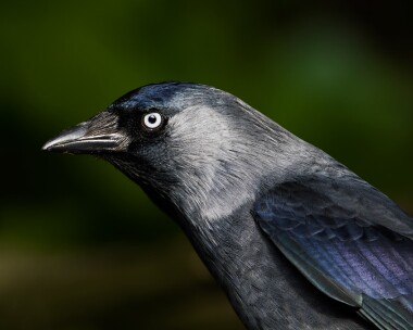 jackdaw111209 Jackdaw Braddan, Isle of Man