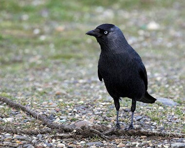 jackdaw20070217 Jackdaw Ramsey, Isle of Man