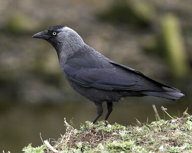 jackdaw20070409 Jackdaw Peel, Isle of Man