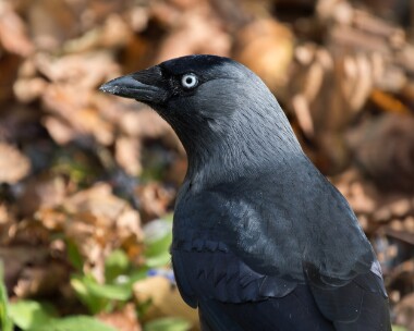 jackdaw221025 Jackdaw Douglas, Isle of Man
