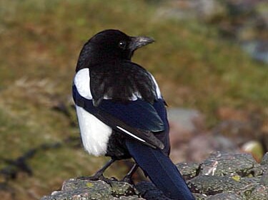 Magpie