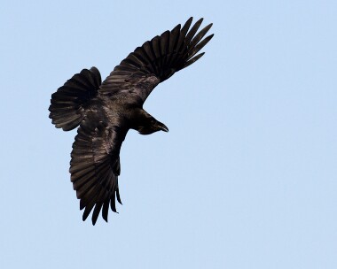 raven180208b Raven Gigrin Farm, Wales