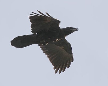 raven5 Common Raven Sandwick, Isle of Man