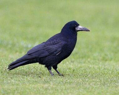rook031107 Rook Ramsey, Isle of Man