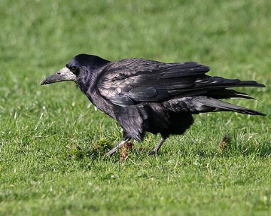 rook3 Rook Ramsey, Isle of Man