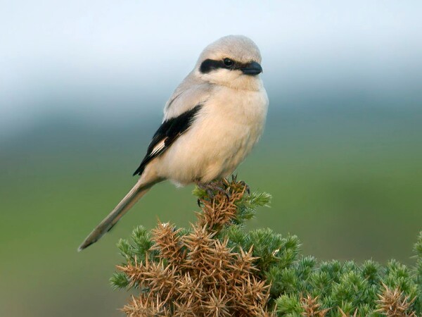 Southern grey Shrike