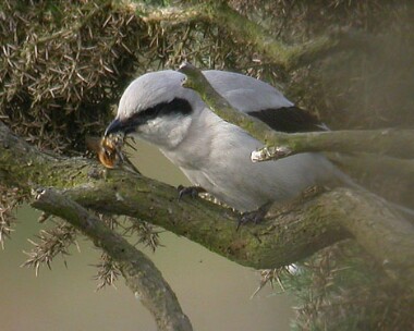 eating1 Southern Grey Shrike Ballaghennie, Isle of Man