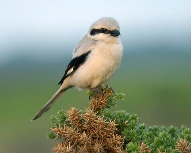 sgs1_filtered Southern Grey Shrike Ballaghennie, Isle of Man