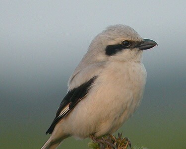 sgs2 Southern Grey Shrike Ballaghennie, Isle of Man