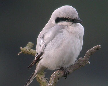 sgs4 Southern Grey Shrike Ballaghennie, Isle of Man