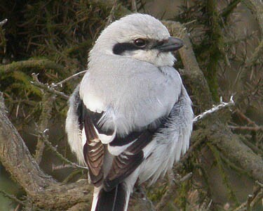 sgs5 Southern Grey Shrike Ballaghennie, Isle of Man