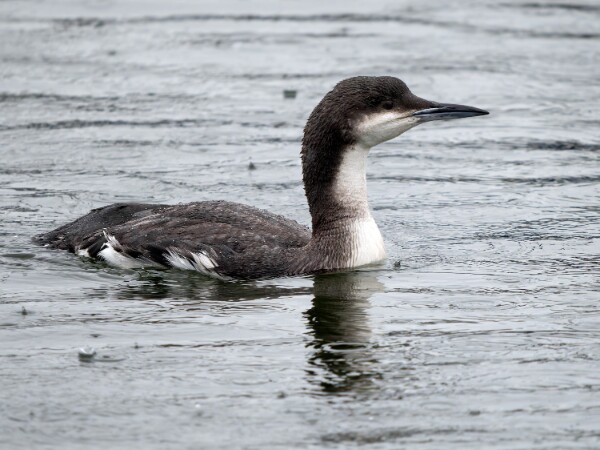 Blackthroateddiver