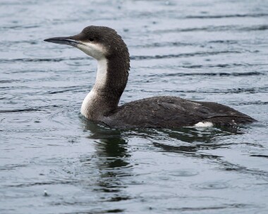blackthroateddiver210226b Black-throated Diver Peel, Isle of Man