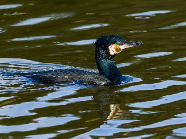 Cormorant