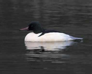 Goosandercs20061230m Goosander Tromode Dam, Isle of Man