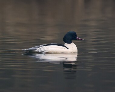 goosander010108 Goosander Tromode Dam, Isle of Man