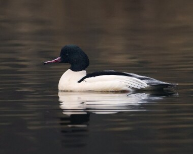 goosander010108b Goosander Tromode Dam, Isle of Man