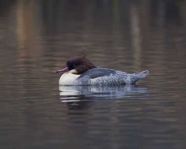 goosander010108c Goosander Tromode Dam, Isle of Man