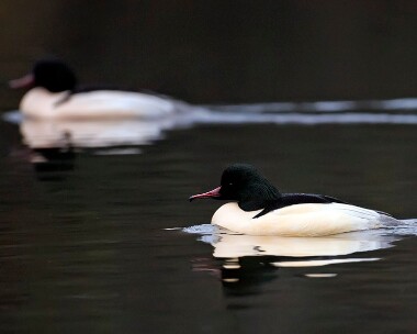 goosander010108d Goosander Tromode Dam, Isle of Man