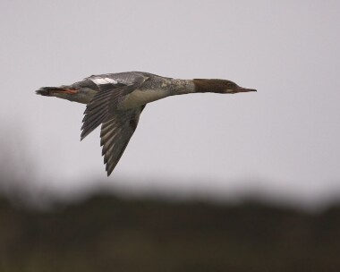 goosander100109 Goosander Clypse Reservoir, Isle of Man