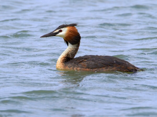 Greatcrestedgrebe