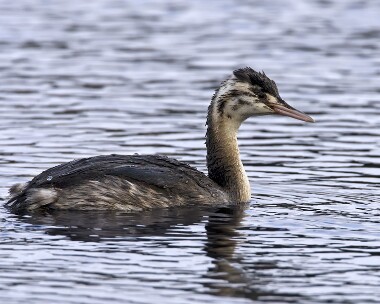 greatcrestedgrebe251009 Great Crested Grebe Kionslieu, Isle of Man
