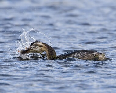 greatcrestedgrebe251009b Great Crested Grebe Kionslieu, Isle of Man