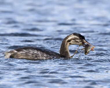 greatcrestedgrebe251009c Great Crested Grebe Kionslieu, Isle of Man