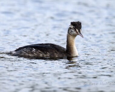 greatcrestedgrebe251009d Great Crested Grebe Kionslieu, Isle of Man