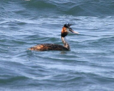 greatcrestedgrebe4 Great-crested Grebe Derbyhaven, Isle of Man