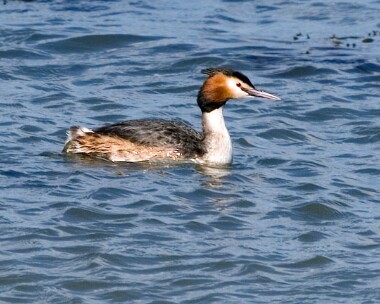 greatcrestedgrebe8 Great-crested Grebe Derbyhaven Bay, Isle of Man