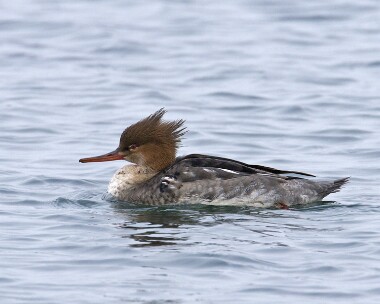rbm080209 Red-breasted Merganser Derbyhaven Bay, Isle of Man