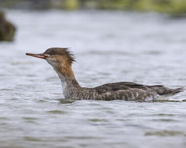 rbm190408b Red-breasted Merganser Langness, Isle of Man