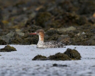 rbmerganser20070319 Red-breasted Merganser Langness, Isle of Man (Record shot)