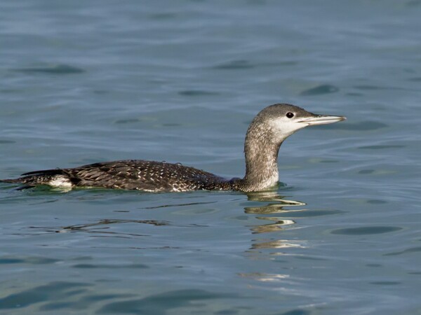Redthroateddiver