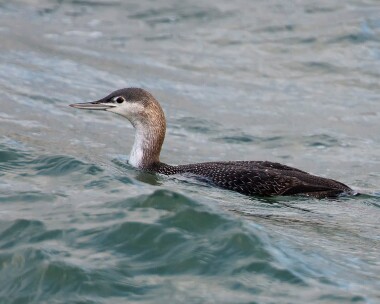 redthroateddiver031209 Red-throated Diver Peel, Isle of Man