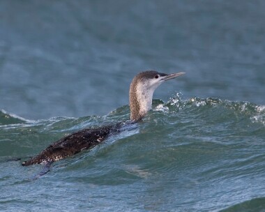 redthroateddiver031209b Red-throated Diver Peel, Isle of Man