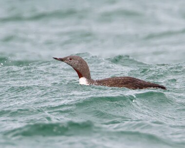 redthroateddiver091011 Red-throated Diver Point of Ayre, Isle of Man