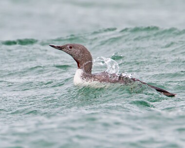 redthroateddiver091011c Red-throated Diver Point of Ayre, Isle of Man