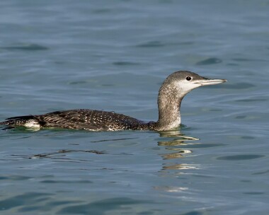 redthroateddiver131012b Red-throated Diver Salthouse, Norfolk