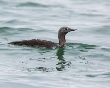 redthroateddiver171018 Red-throated Diver Salthouse, Norfolk