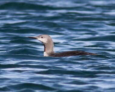 redthroateddiver240916 Red-Throated Diver Weybourne, Norfolk