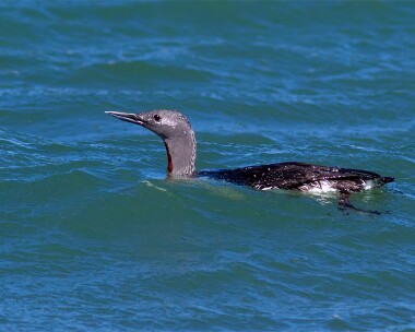 redthroateddiver280412 Red-throated Diver Smeale, Isle of Man