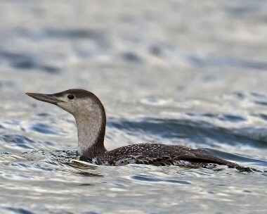 rtd010109 Red-throated Diver Ballaghennie, Isle of Man