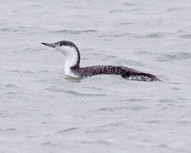 rtd12 Red-throated Diver Blue Point, Isle of Man