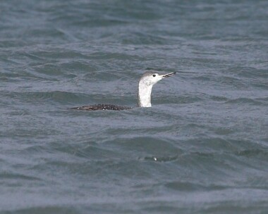 rtd13 Red-throated Diver Smeale, Isle of Man